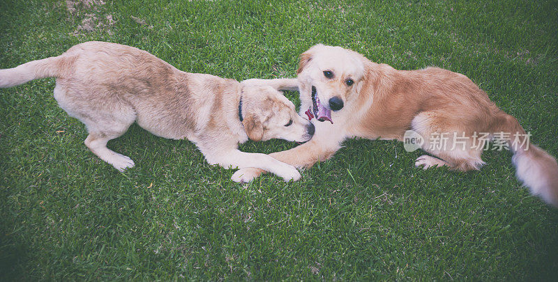 2只狗在草地上玩耍。