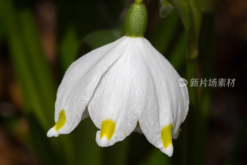 春天的雪花