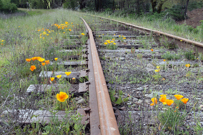 废弃的铁轨和加利福尼亚罂粟