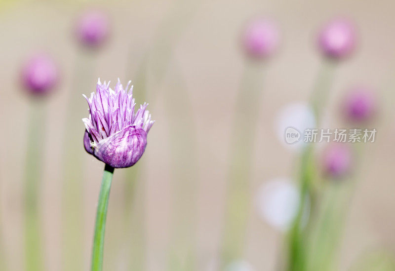 韭菜花(葱)