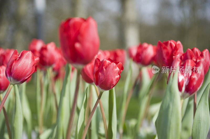 红色郁金香的花坛