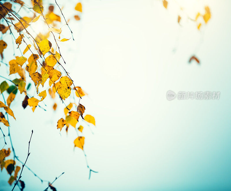 秋天桦树的叶子