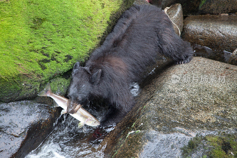 阿拉斯加熊抓鲑鱼