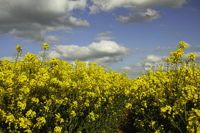 油菜籽生长在英国的风景中。
