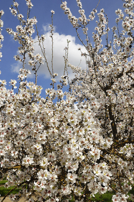 杏树园的特写，春天的花朵
