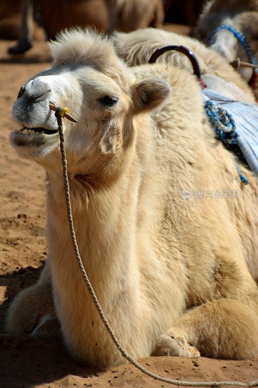 内蒙古腾格里沙漠，骆驼