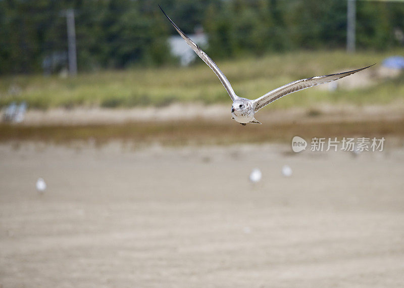 海滩上的海鸥