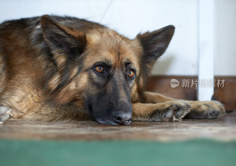 一条阿尔萨斯狗平躺在房间里