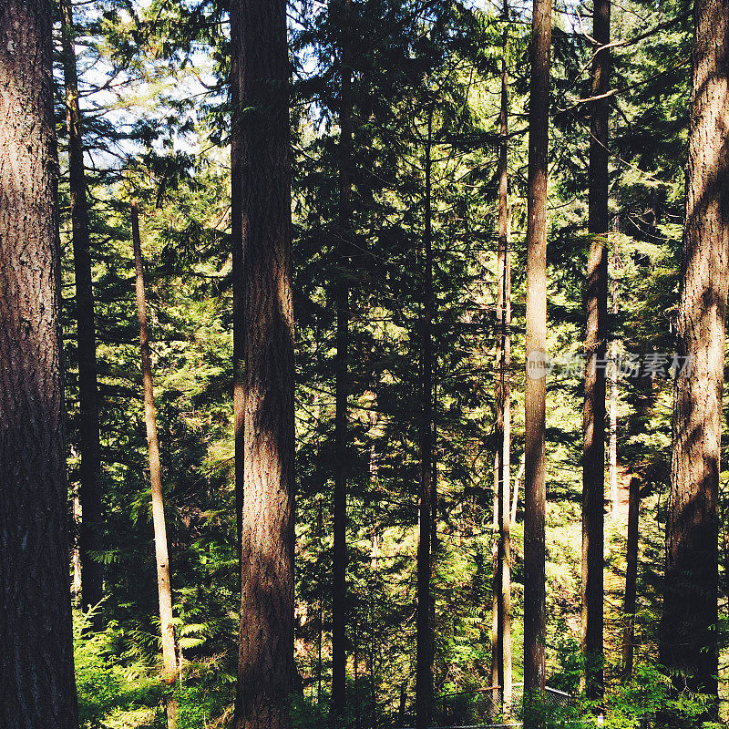 温哥华森林，参天大树