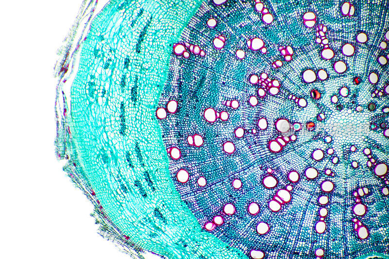 植物组织显微摄影-松树茎组织