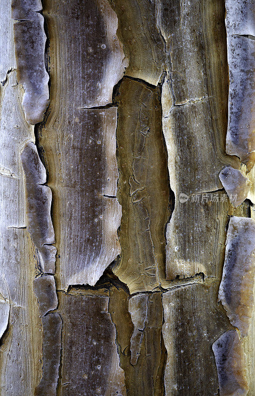 箭袋树树皮细节