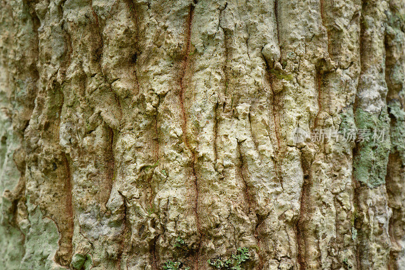 松树树皮，树皮树和树干纹理