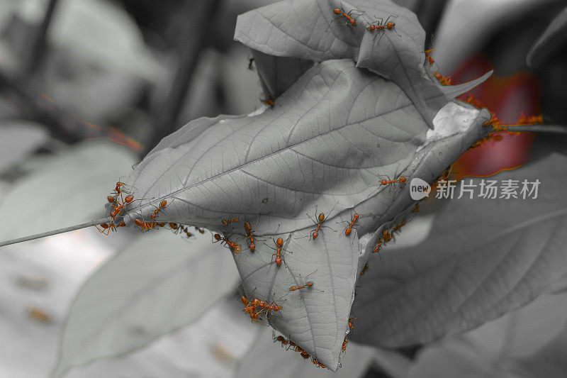 蚂蚁在蚁穴的叶子上