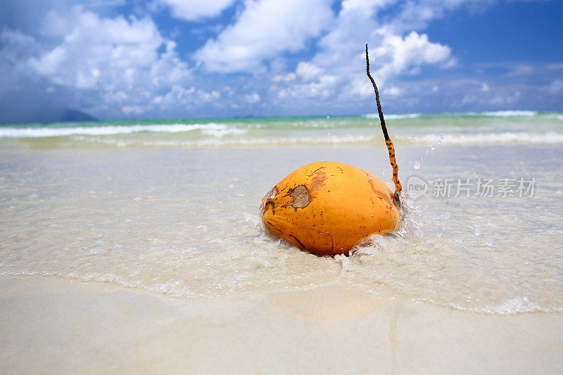 椰子汁沙滩塞舌尔