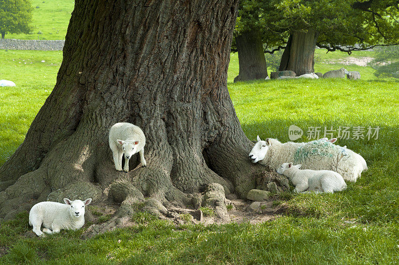 一群羊围着一根树干