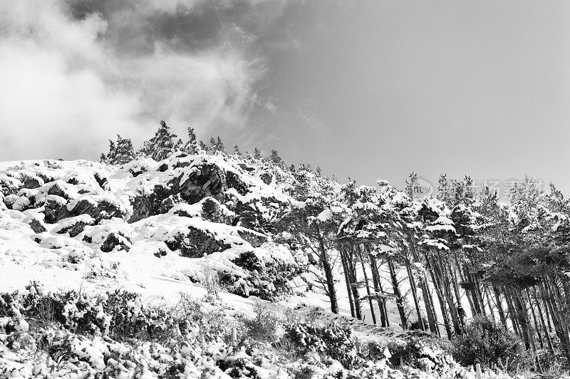 雪山上的树木，冬季景观