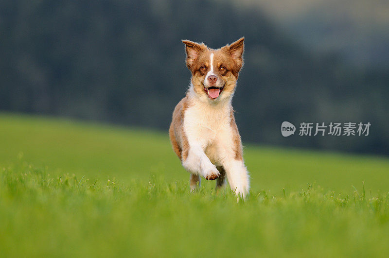 年轻的澳大利亚牧羊犬在夕阳下玩耍(XXXL)