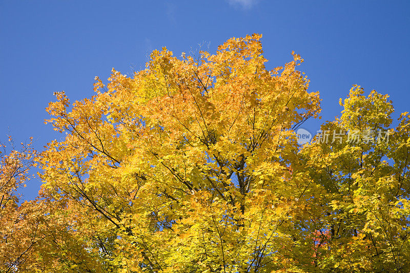黄色的枫树和蓝色的天空