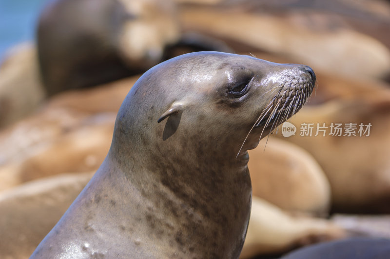 野生加利福尼亚海狮的特写镜头