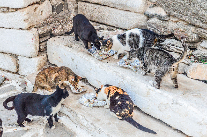 希腊的流浪猫