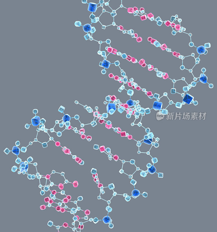 药物模型：DNA