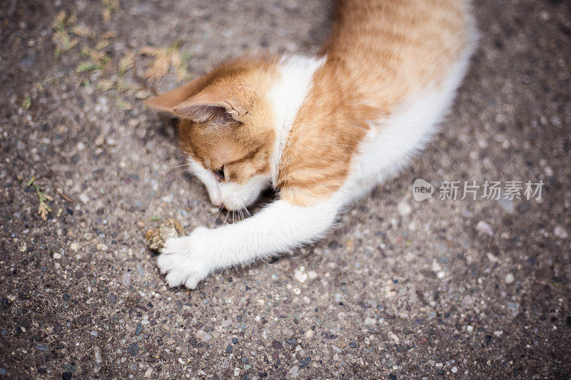 小红猫在户外玩耍