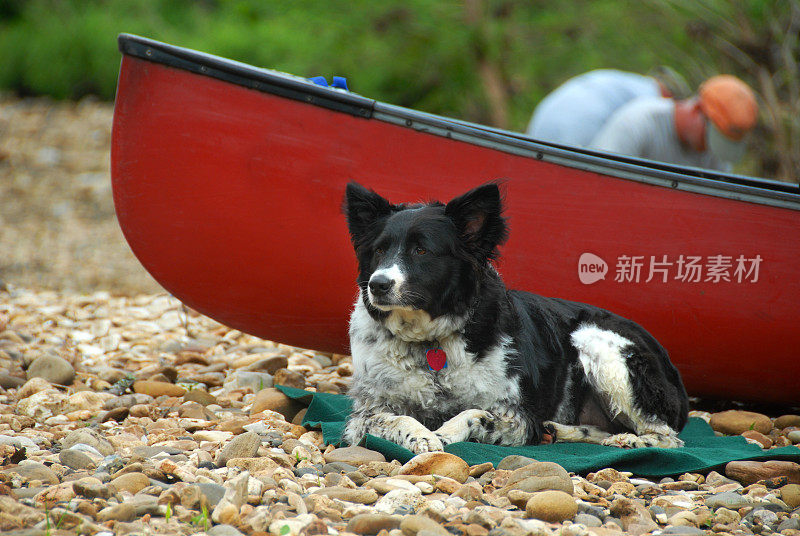 河的狗