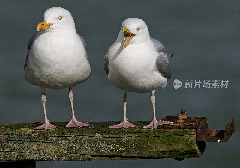 银银鸥