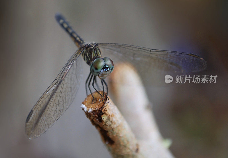 小树枝上的蜻蜓