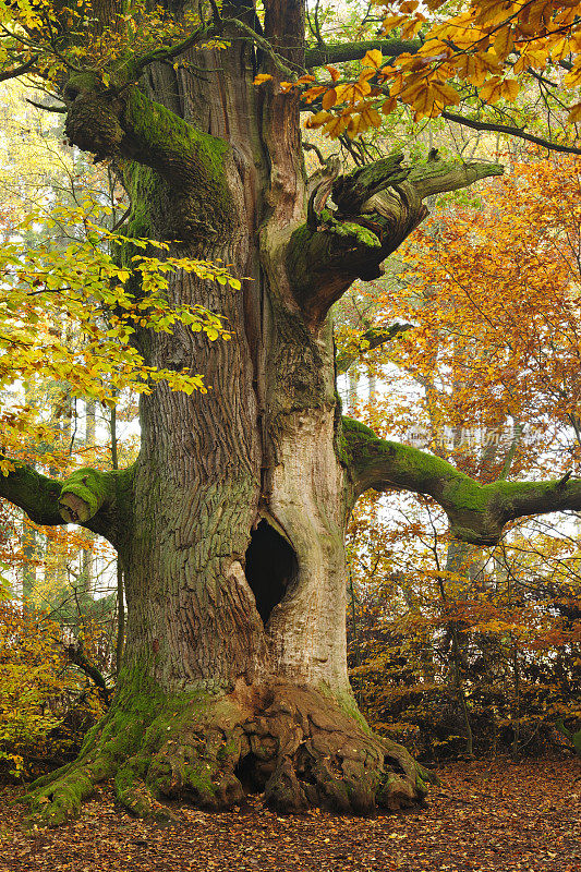 苔藓覆盖了古老的空心橡树在秋天的森林