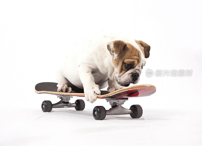 玩滑板的英国斗牛犬