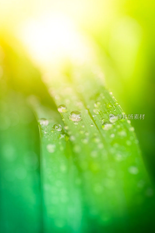 日出时麦草叶片上的雨滴