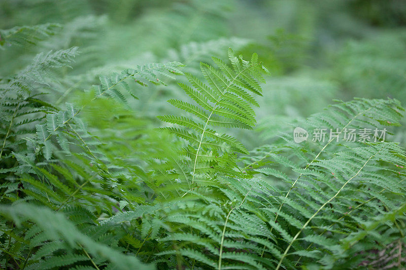 郁郁葱葱的绿色蕨叶在潮湿的树荫森林