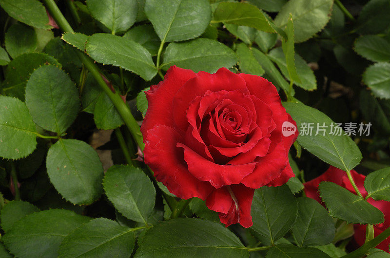 葡萄藤上的鲜红玫瑰