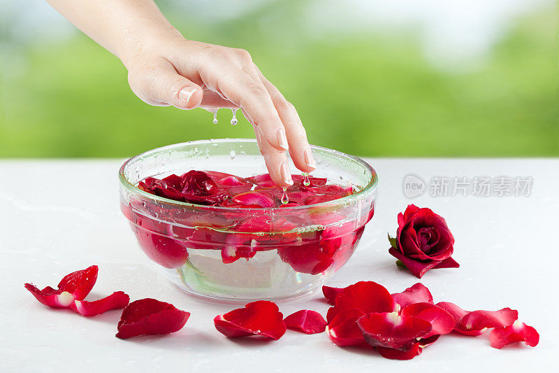 女人的手，水滴和玫瑰花瓣