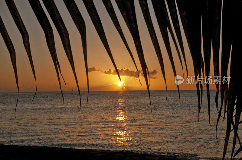 棕榈叶映衬着夕阳