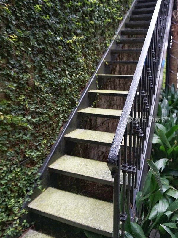 南卡罗来纳州查尔斯顿楼梯，爬满常春藤的墙壁