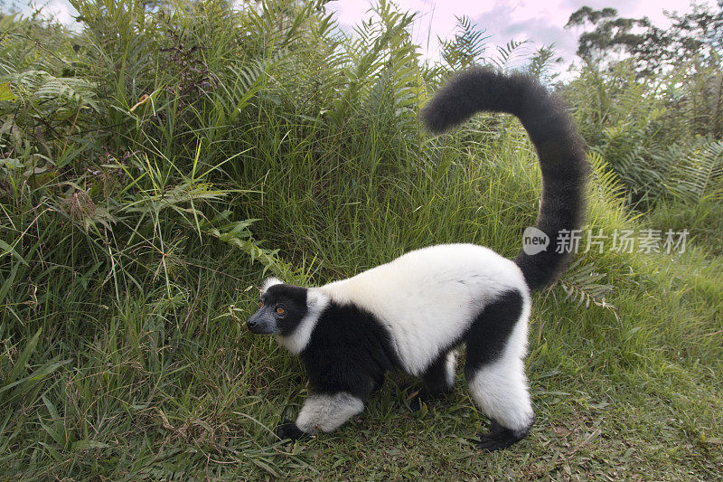 极度濒危的黑白卷毛狐猴行走在马达加斯加