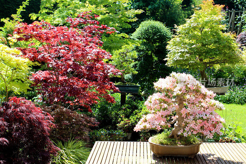 日本花园中盛开的五月杜鹃花盆景