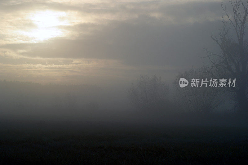 背光树在晨雾在草地在日出