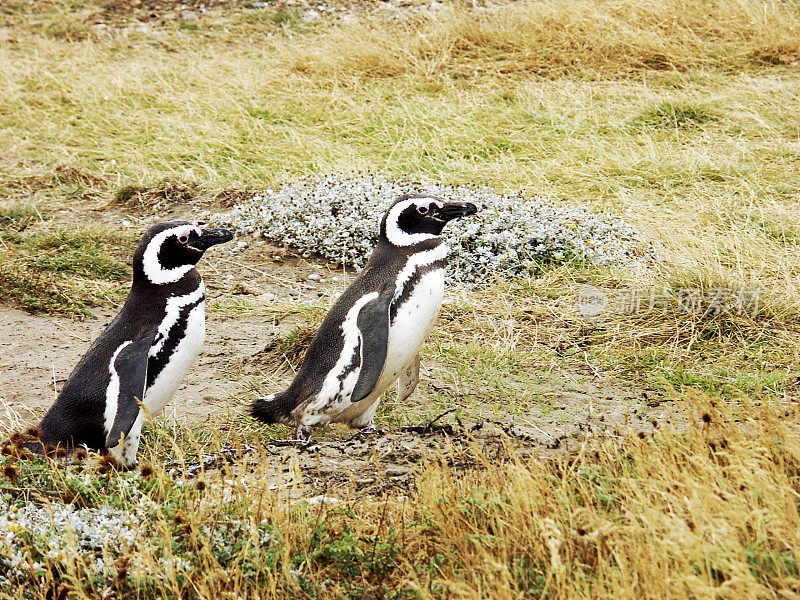 智利巴塔哥尼亚的麦哲伦企鹅