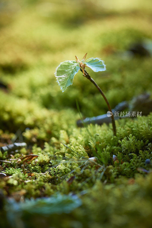 森林中被苔藓包围的小的新生山毛榉树