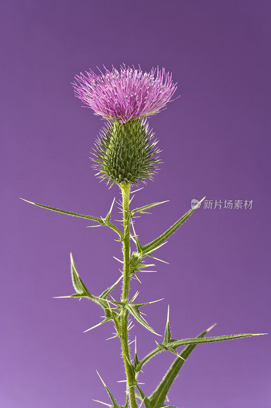 花-蓟在紫色的背景，有限的焦点。垂直的。