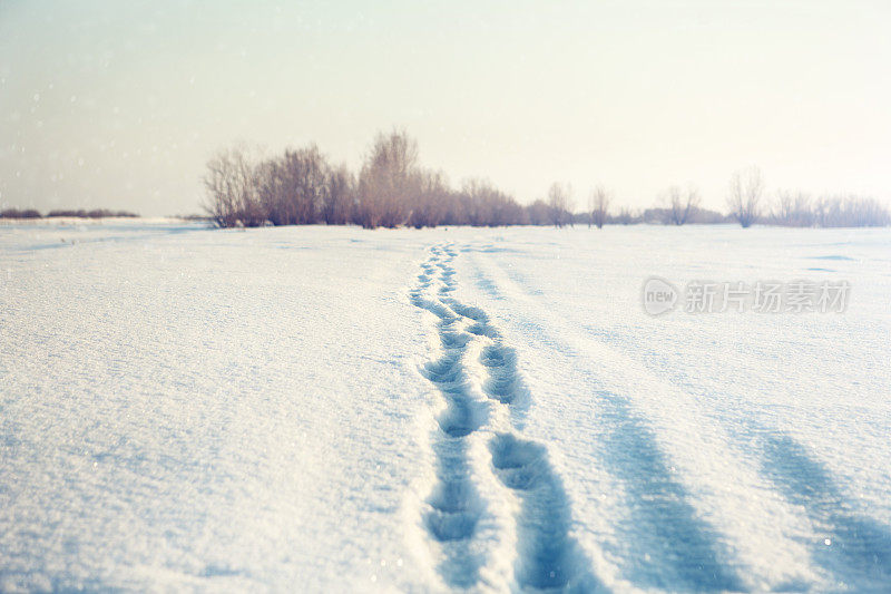 背景森林雪冬天