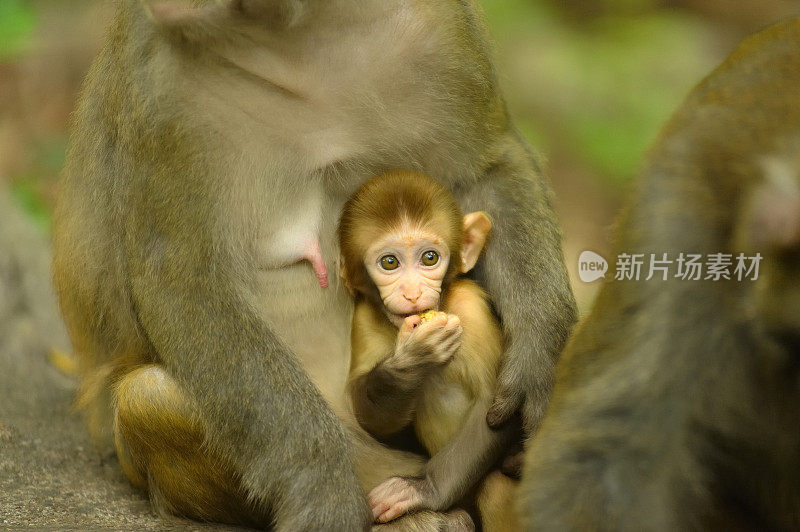 猴宝宝在妈妈的怀里