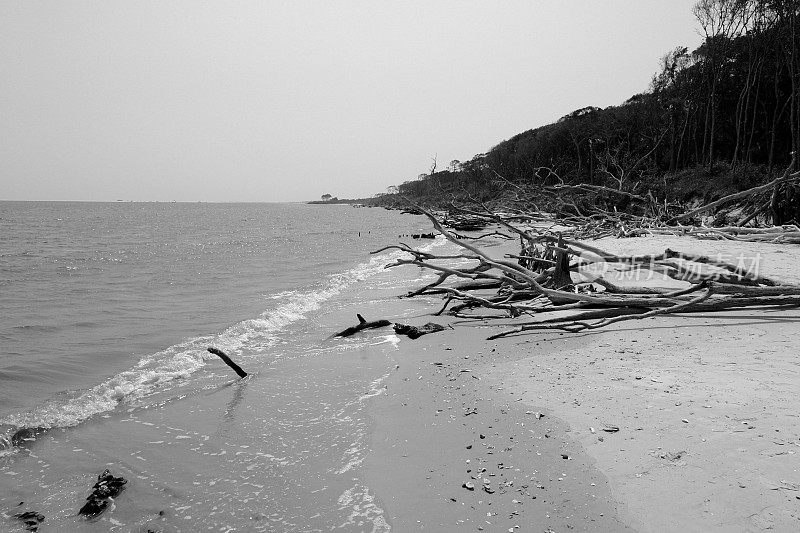 浮木海滩(黑白)