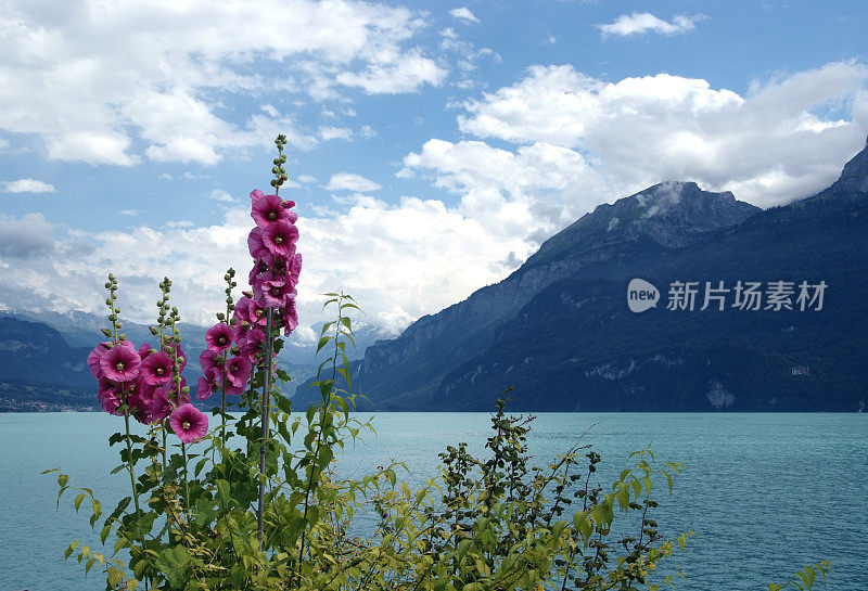 布里恩泽湖畔的鲜花