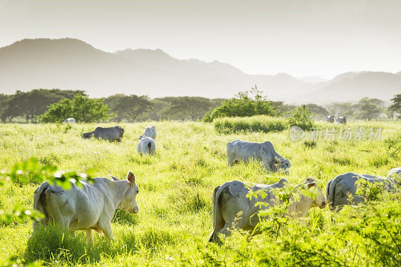 布拉马牛，瓜纳卡斯特，哥斯达黎加。
