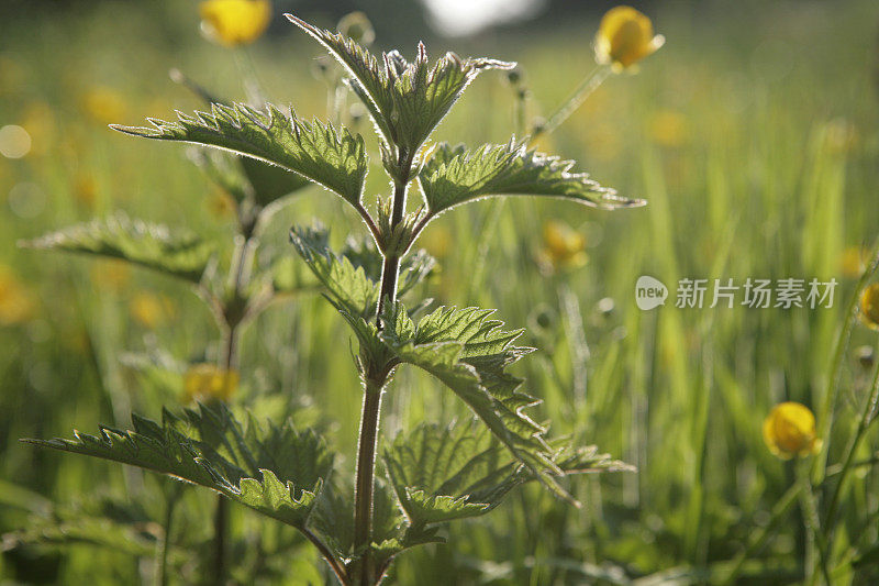 小荨麻