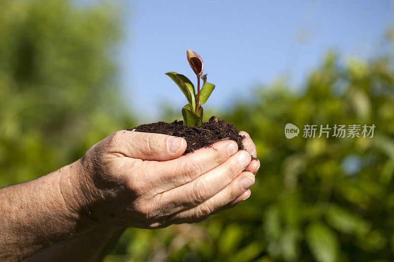 人手中的树